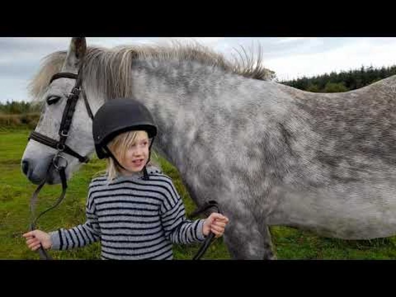 Young Handlers Farriers Fiasco NF mare